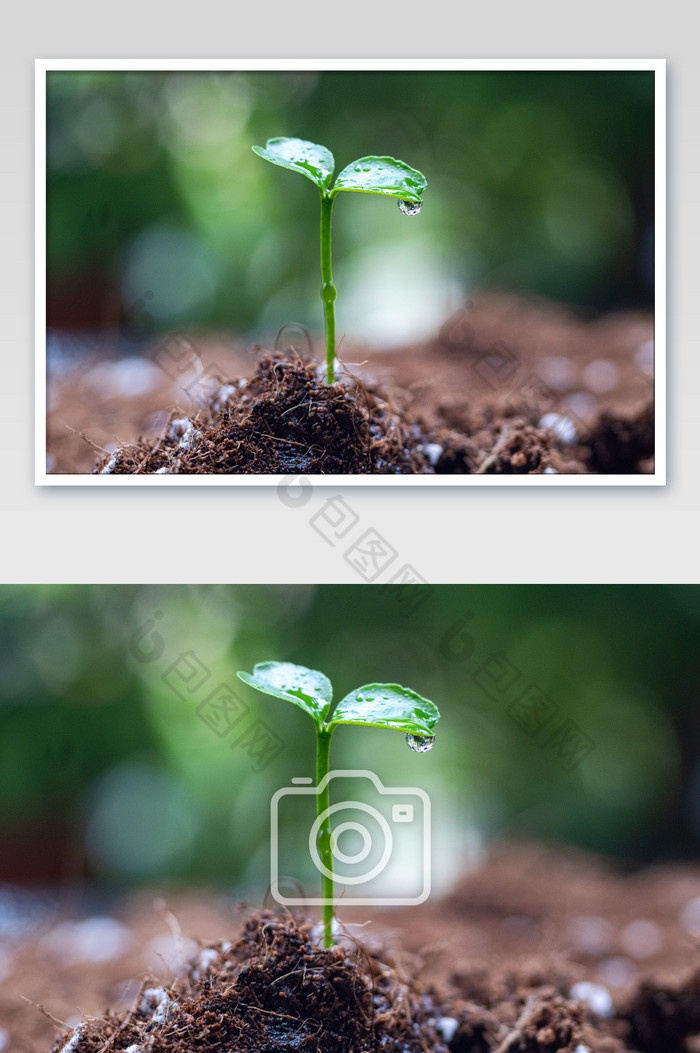 春天雨水谷雨植物的水珠图片图片