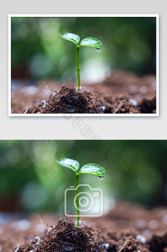 春天雨水谷雨植物的水珠图片