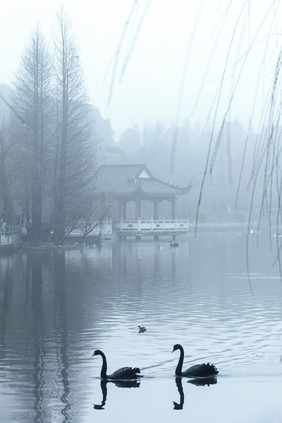 云雾湖泊黑天鹅古亭