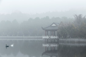 雾中湖泊山水古亭天鹅