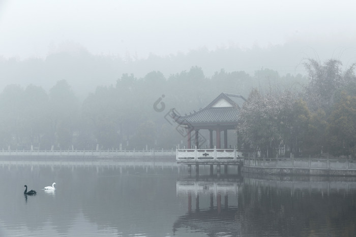 雾中湖泊山水古亭天鹅图片