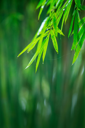 春天雨中绿色竹叶