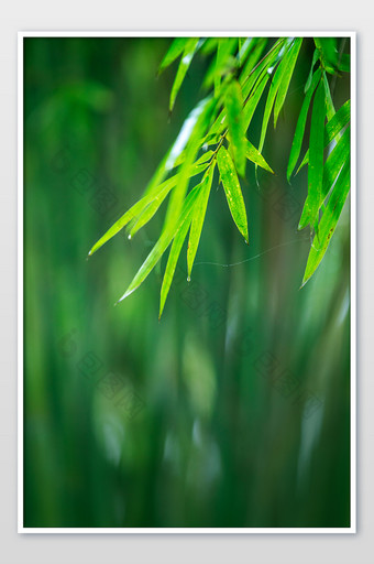 春天雨中绿色竹叶图片