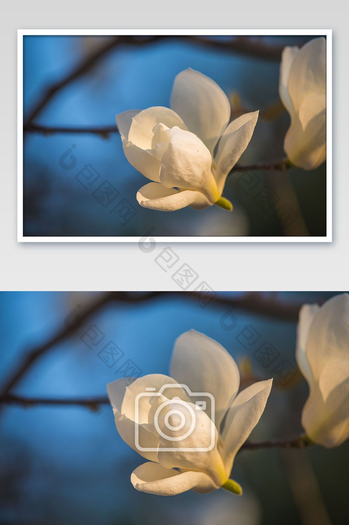 春天清新的大气的盛开玉兰花摄影图片