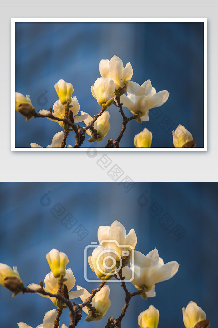 春天的清新大气的盛开玉兰花摄影图片