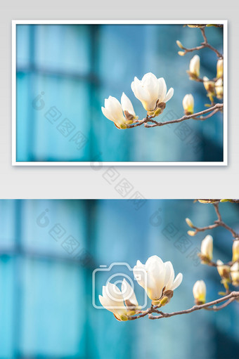 春天清新大气的盛开的玉兰花摄影图片