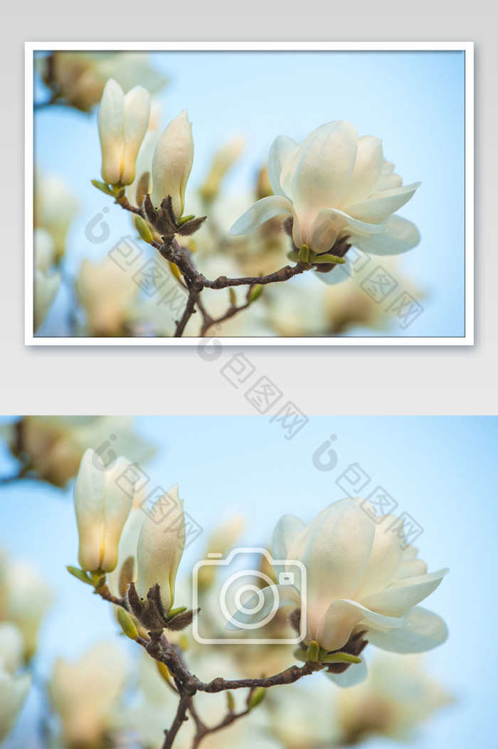 春天清新大气的盛开玉兰花摄影图片图片