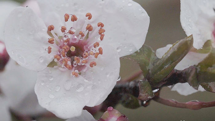 微距摄影雨中盛开的樱花