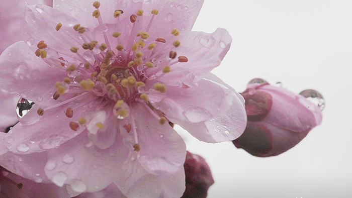 微距摄影雨中盛开的梅花