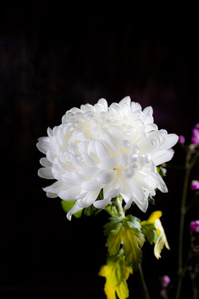 清明节祭祀亲人 白菊 追思花朵