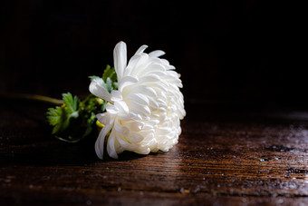 一朵白菊吊唁图片图片