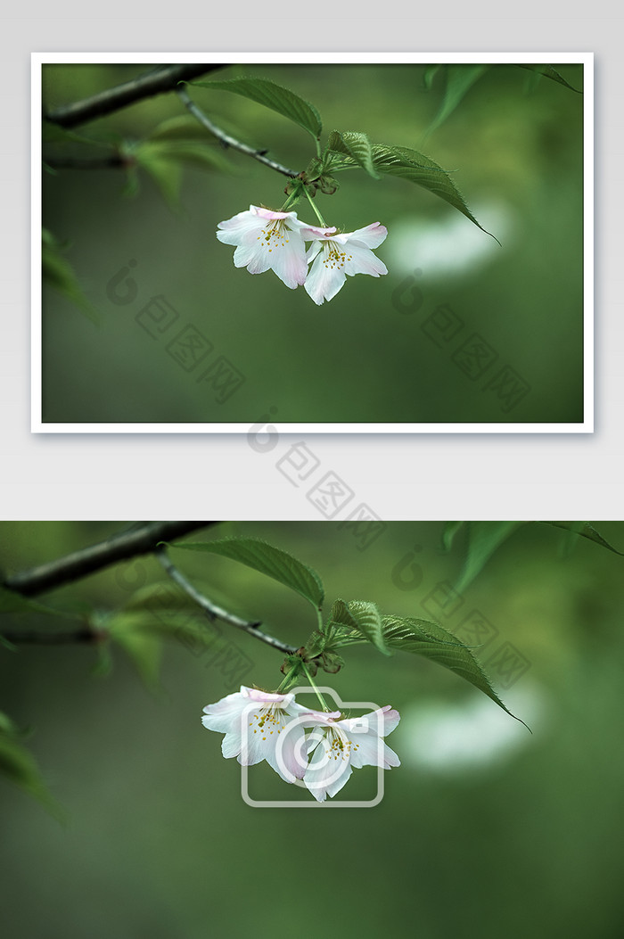 春天的白色樱花花朵图片图片