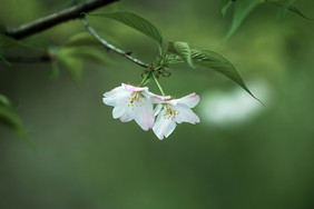 春天的白色樱花花朵