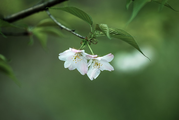 春天的白色樱花花朵图片