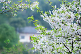 春天开满花朵的唯美山村