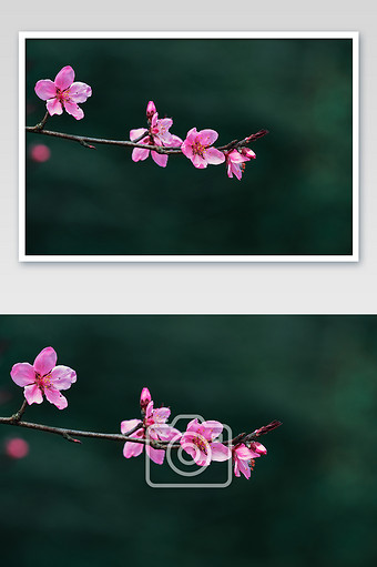 单枝樱花花朵特写