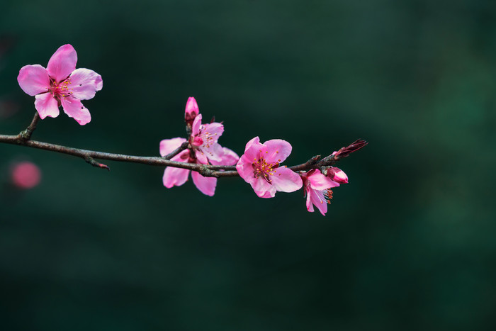 单枝樱花花朵特写图片