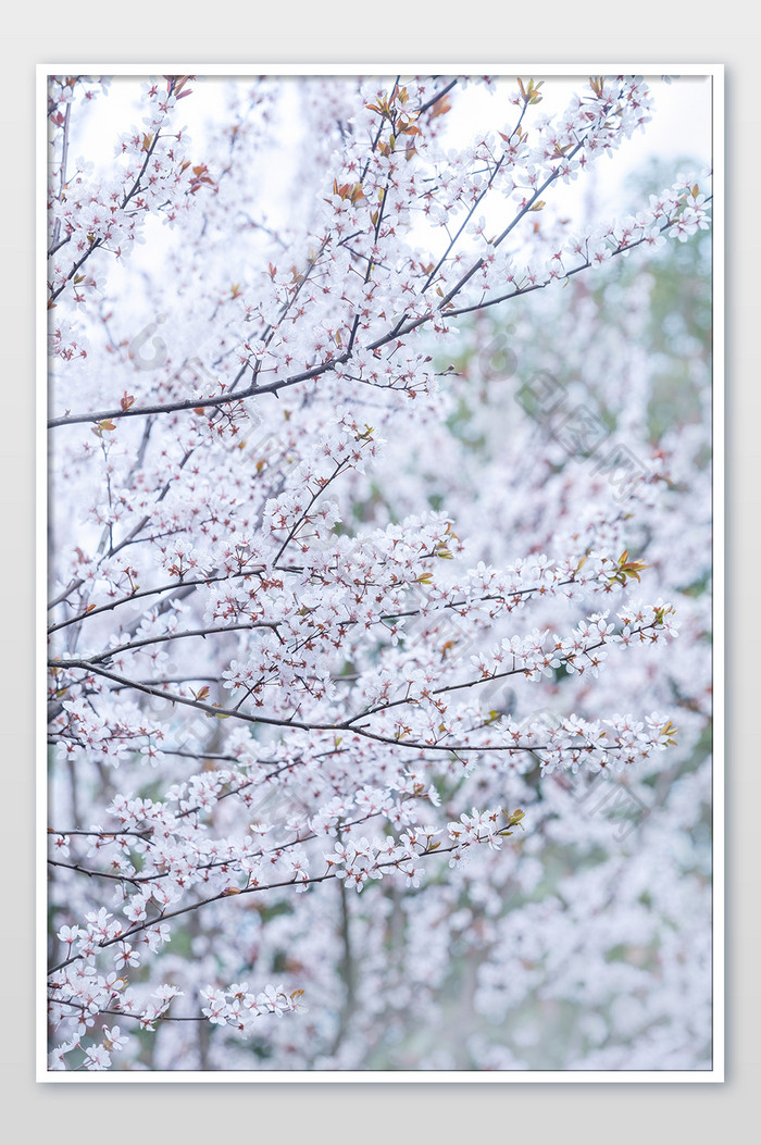 春天满树密集白色李花