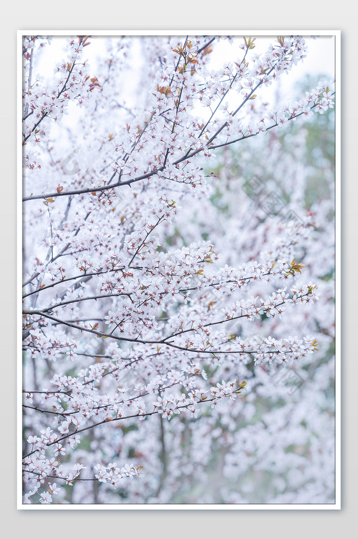 春天满树密集白色李花图片图片