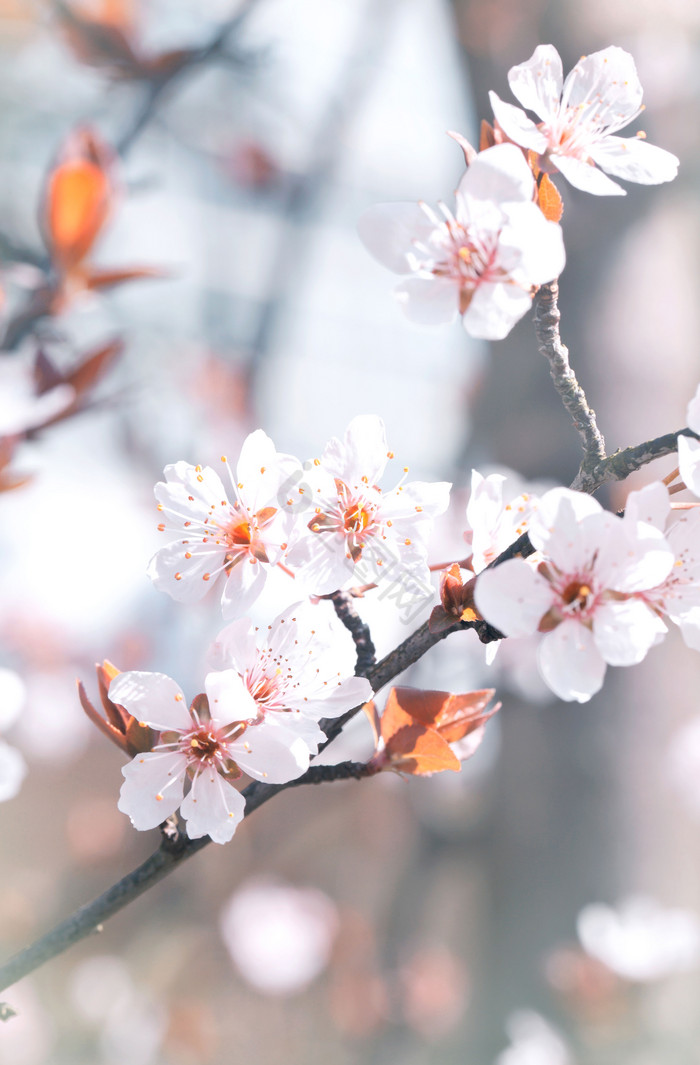 春天白色小花朵李花特写图片