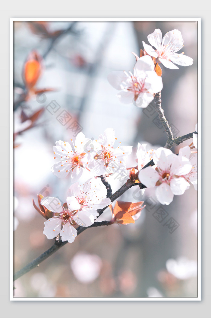 春天白色小花朵李花特写图片图片