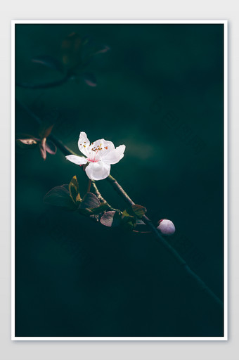 春天白色小花朵特写暗调图片