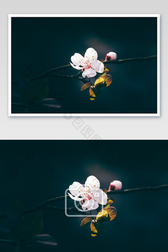 白色小花朵特写暗调图片