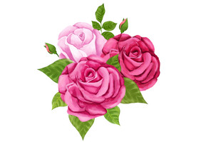 玫瑰情人节手绘玫瑰花