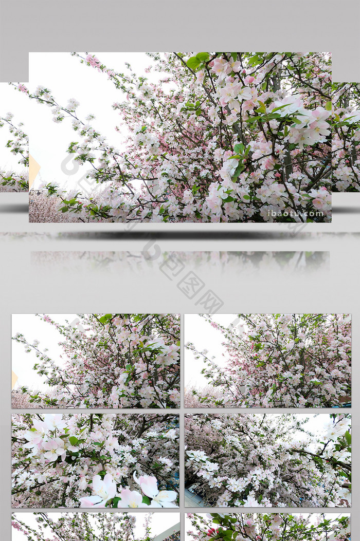 4K实拍唯美粉色樱花视频素材