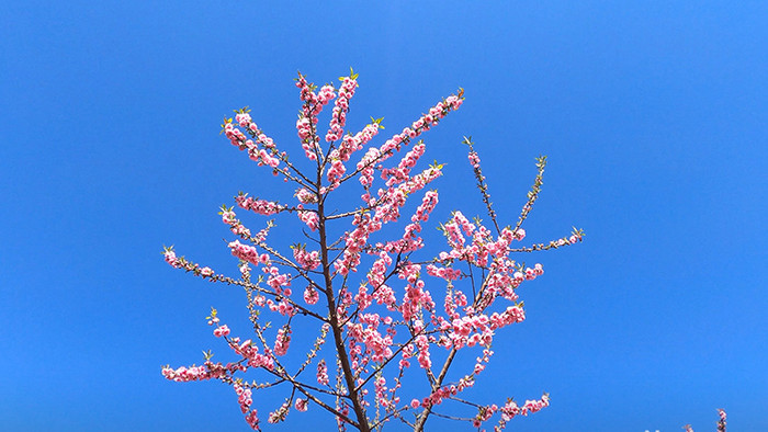 4K实拍蓝天下盛开的桃花