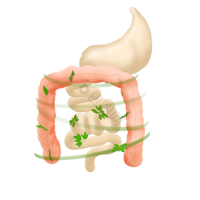 人体内脏肠道健康图片