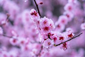 春季浪漫盛开的桃花摄影图片