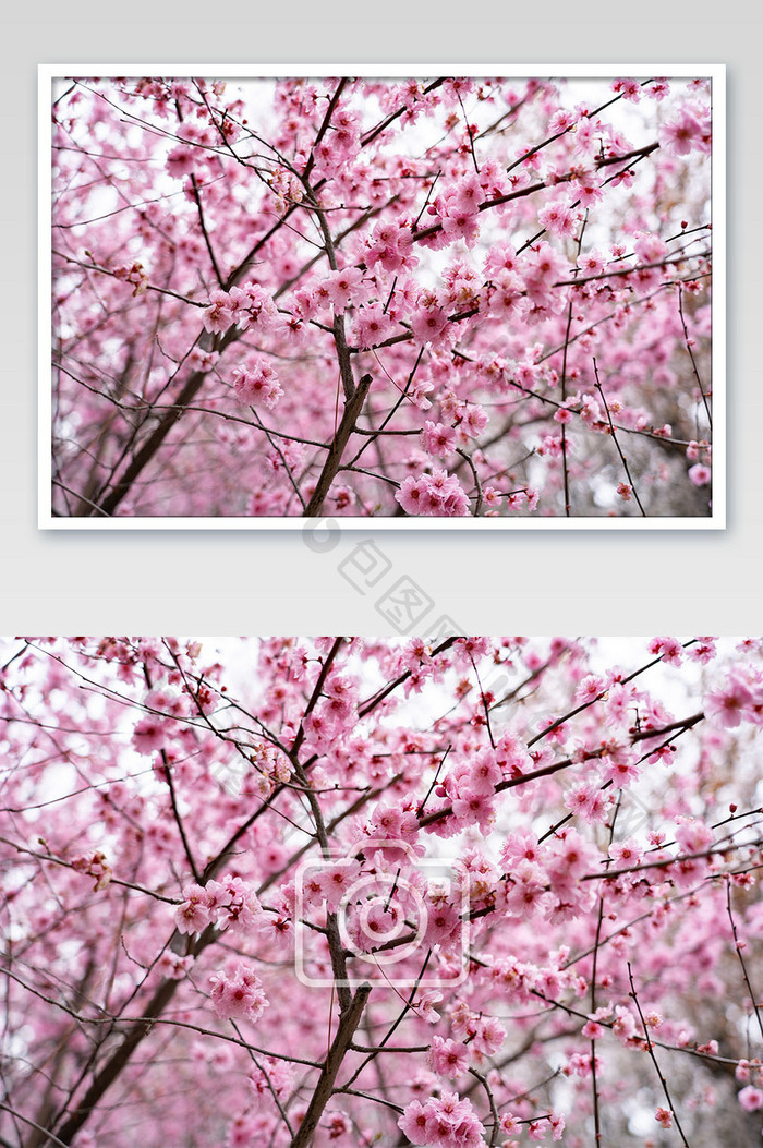 春天春季浪漫盛开桃花摄影图片