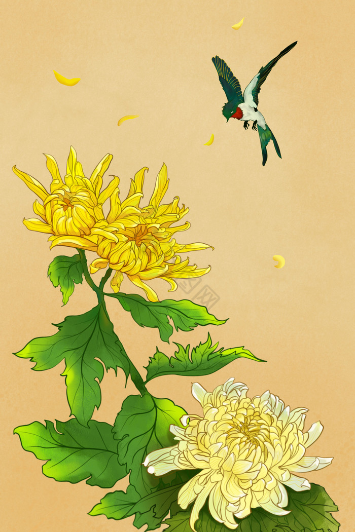 温馨菊花插画图片