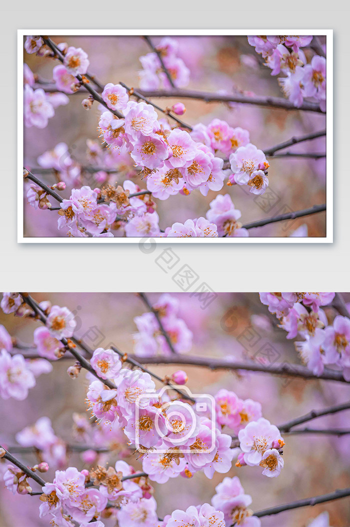 大气唯美春天粉色樱花摄影
