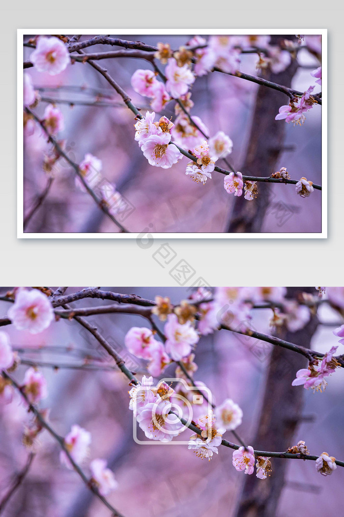 大气春天粉色樱花摄影