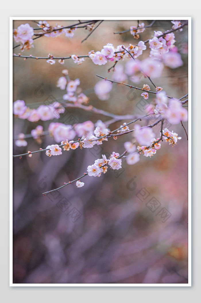大气唯美春天粉色樱花摄影图