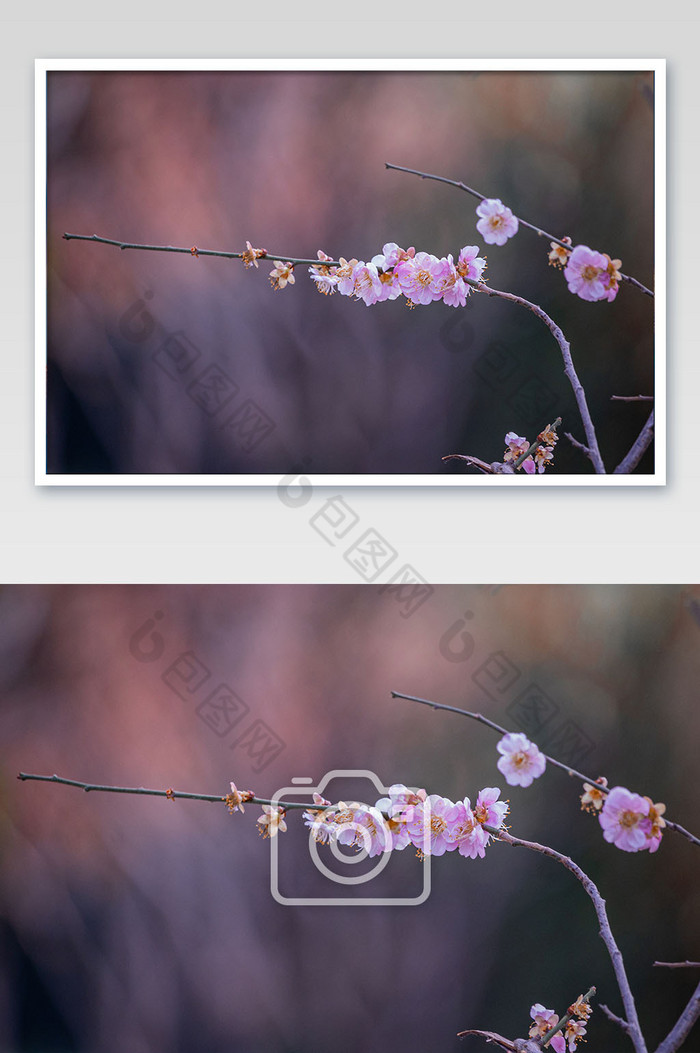 清新唯美春季樱花摄影图图片图片