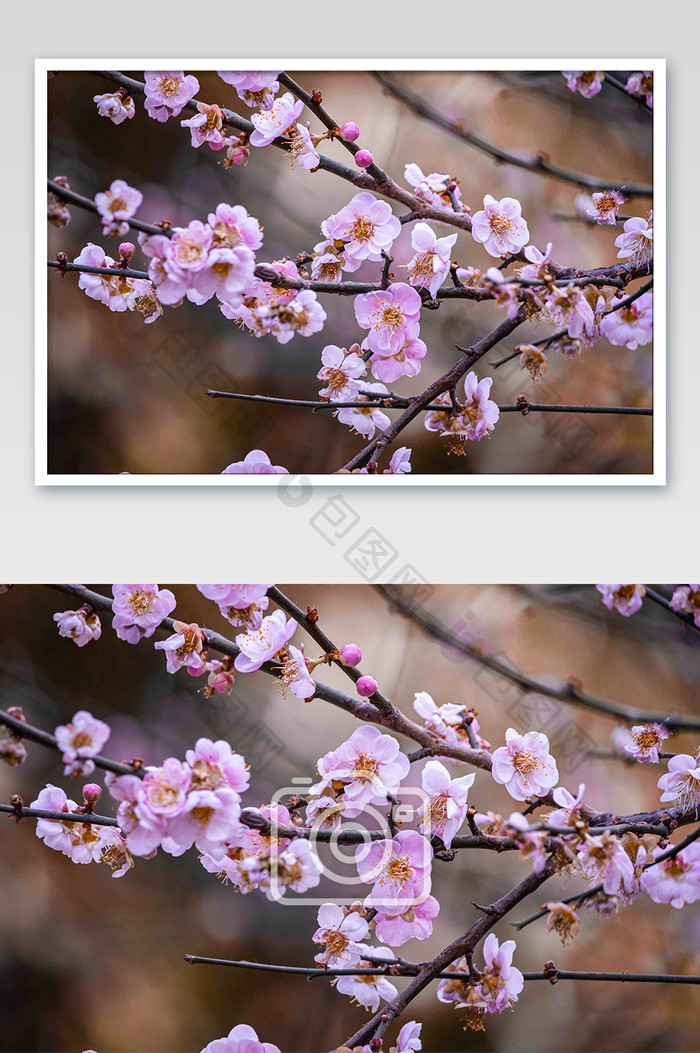 大气春天粉色樱花摄影图