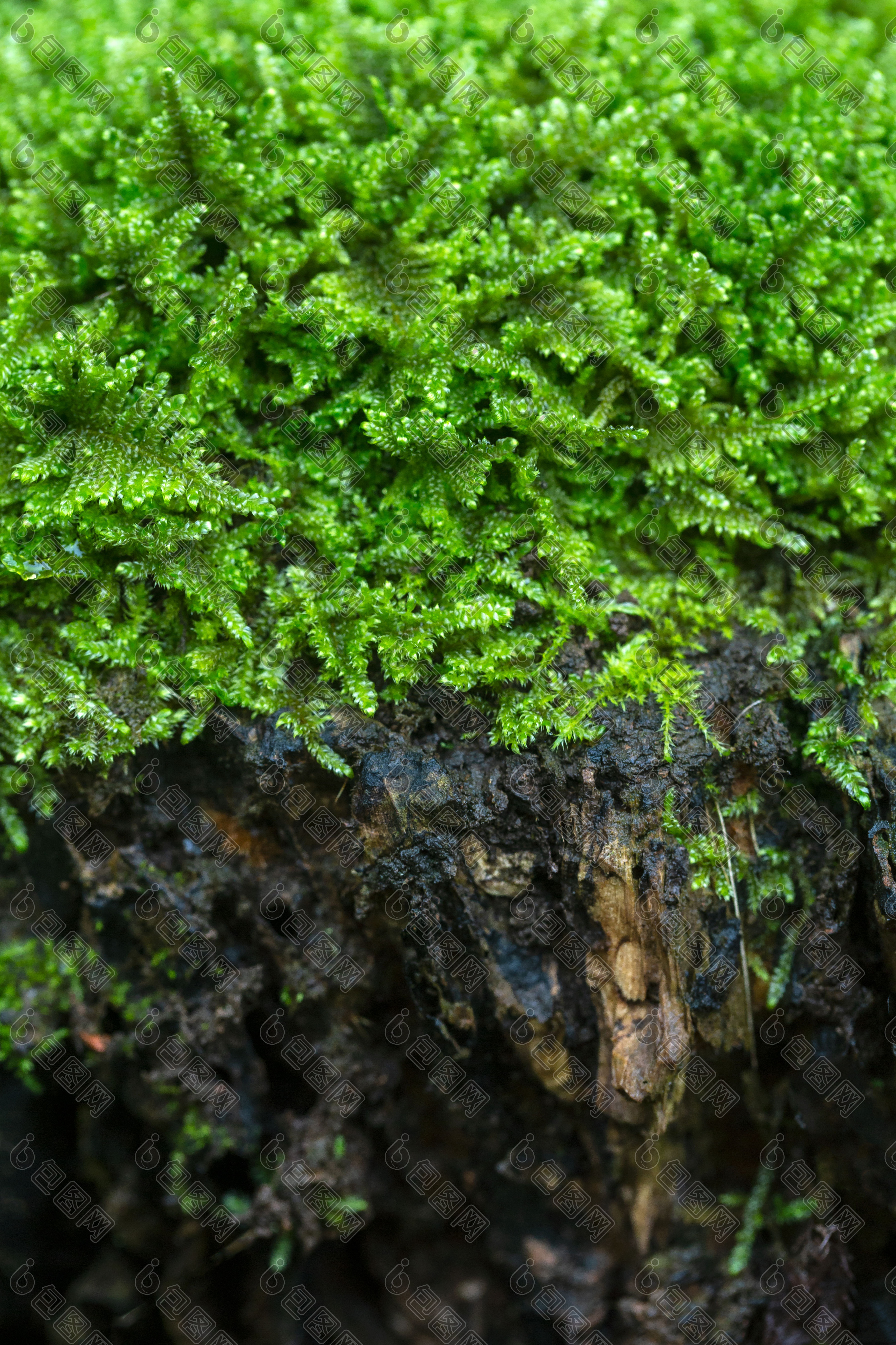 春天雨后枯树上的青苔