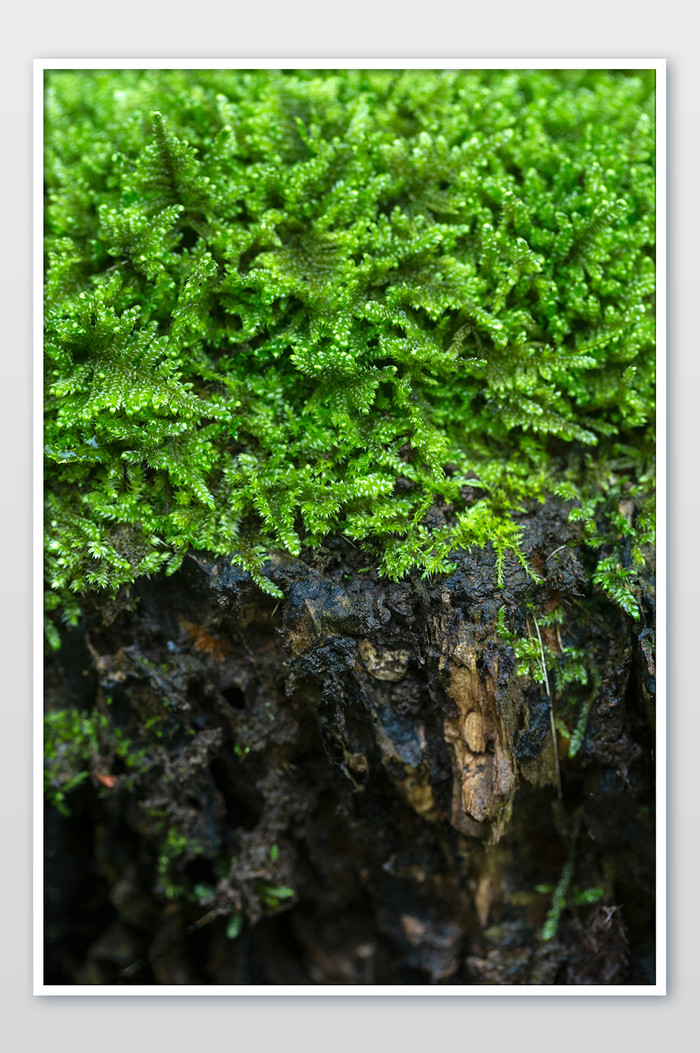 春天雨后枯树上的绿色青苔图片图片