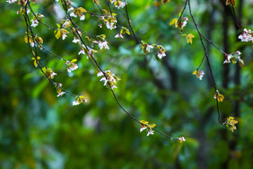 春天雨后花枝树叶