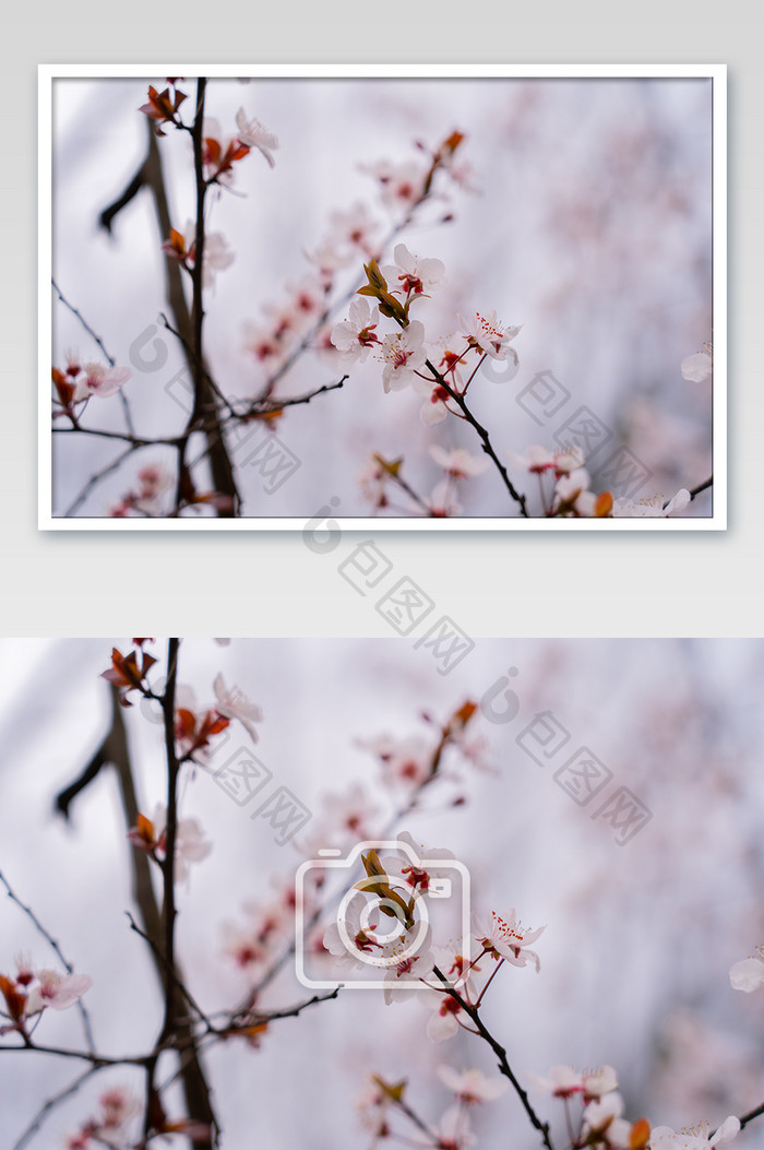 春天盛开的浪漫樱花摄影图片