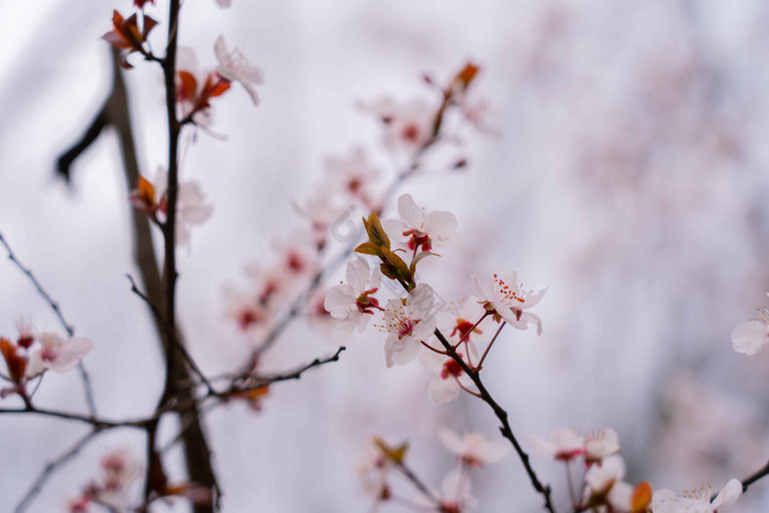 春天盛开的浪漫樱花摄影图片