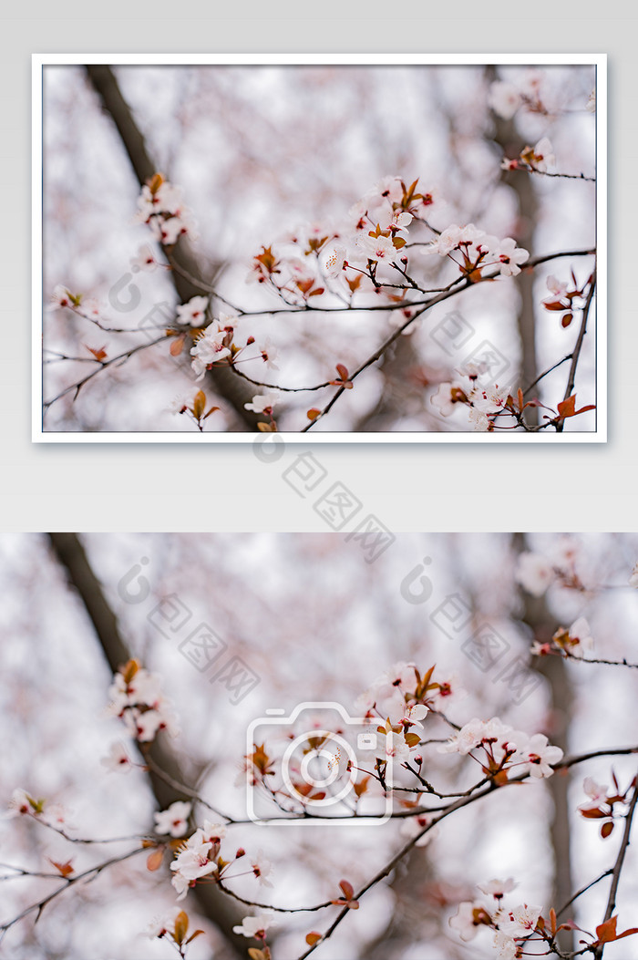 大气清新春天开放的早樱的摄影图片图片