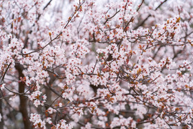 大气清新春天开放的早樱摄影图片