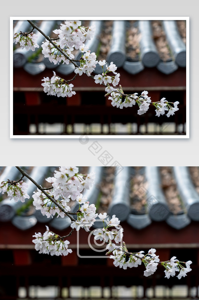 白色樱花与古建筑摄影图片