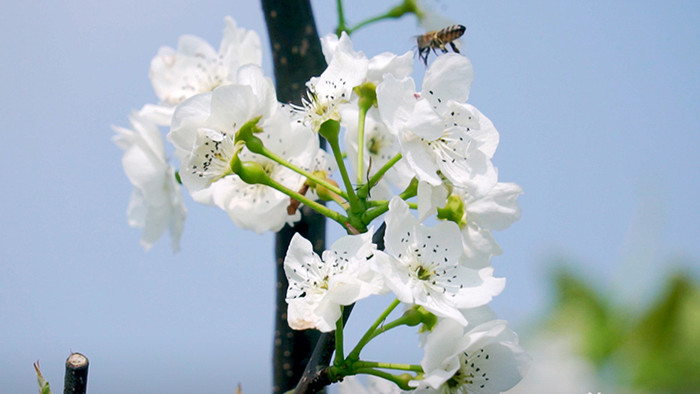 4K实拍春天唯美梨花上采蜜的蜜蜂