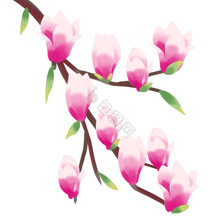 玉兰花卡通图片-玉兰花卡通素材免费下载-包图网