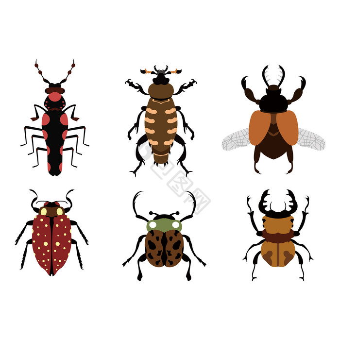 昆虫虫子甲虫动物图片